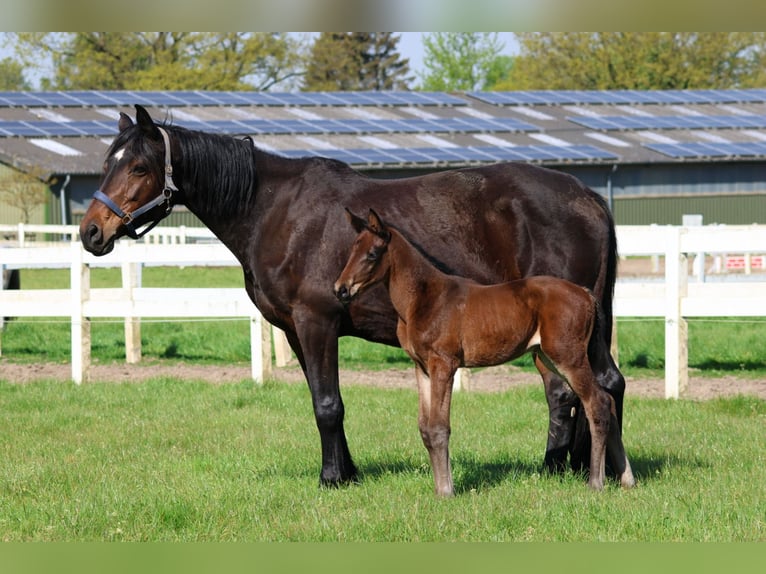 Trakehner Mare Foal (04/2024) 16,2 hh Brown in Bad Oldesloe