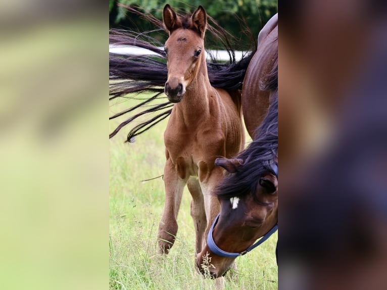 Trakehner Mare Foal (04/2024) 16,2 hh Brown in Bad Oldesloe