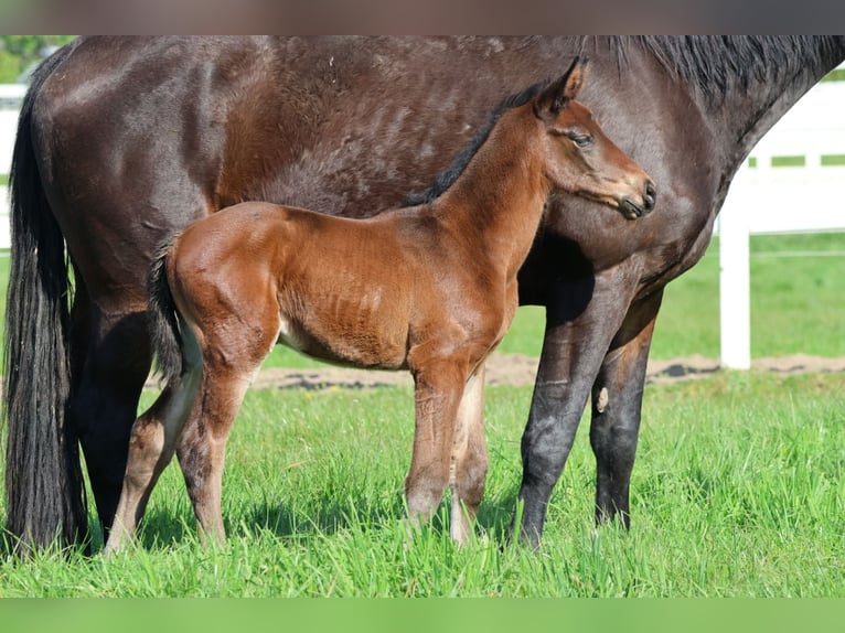 Trakehner Mare Foal (04/2024) 16,2 hh Brown in Bad Oldesloe