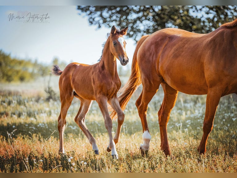 Trakehner Mare Foal (05/2024) 16,2 hh Brown in Burgstädt