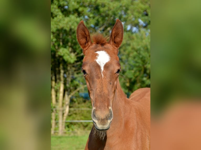 Trakehner Mare Foal (05/2024) 16,2 hh Chestnut in Bleckede