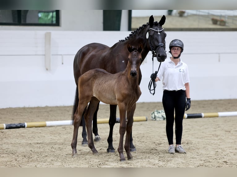 Trakehner Mare Foal (04/2026) 16.2 hh Smoky-Black in Issum
