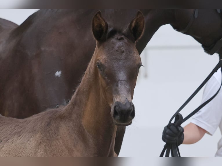 Trakehner Mare Foal (04/2026) 16.2 hh Smoky-Black in Issum