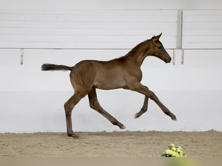 Trakehner Mare Foal (04/2026) 16.2 hh Smoky-Black in Issum