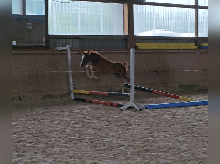 Trakehner Mare Foal (03/2024) 16 hh Chestnut in Nellingen
