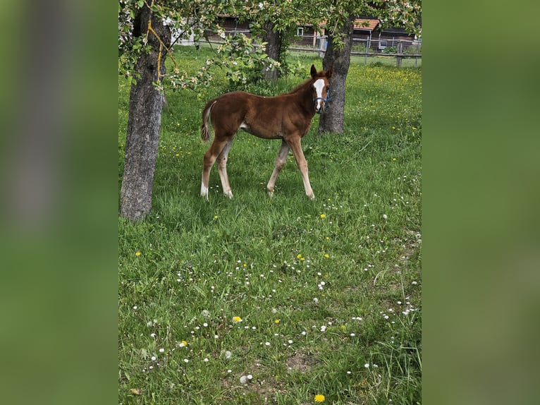 Trakehner Mare Foal (03/2024) 16 hh Chestnut in Nellingen