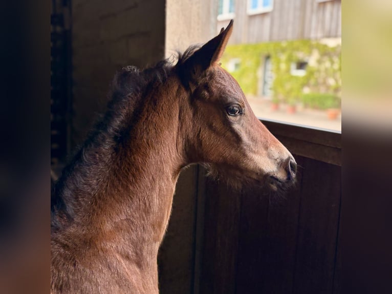 Trakehner Mare  16,1 hh Bay-Dark in Nübbel