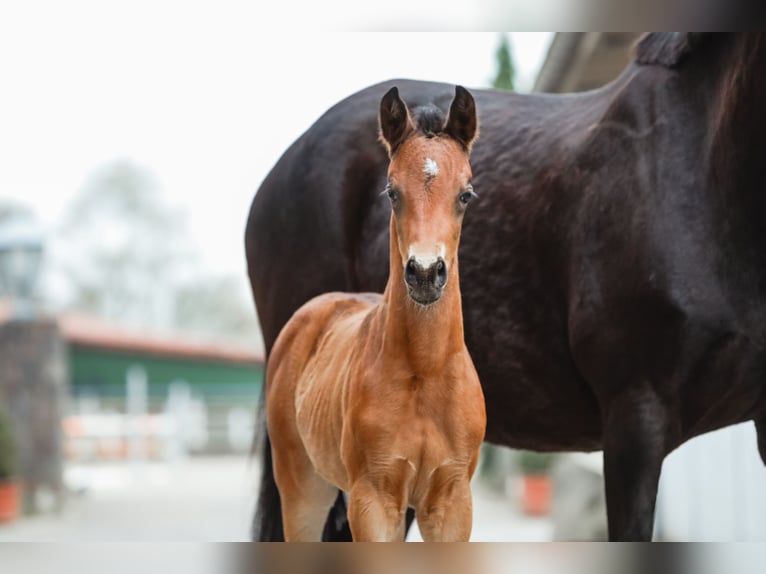 Trakehner Mare  16,1 hh Bay-Dark in Nübbel