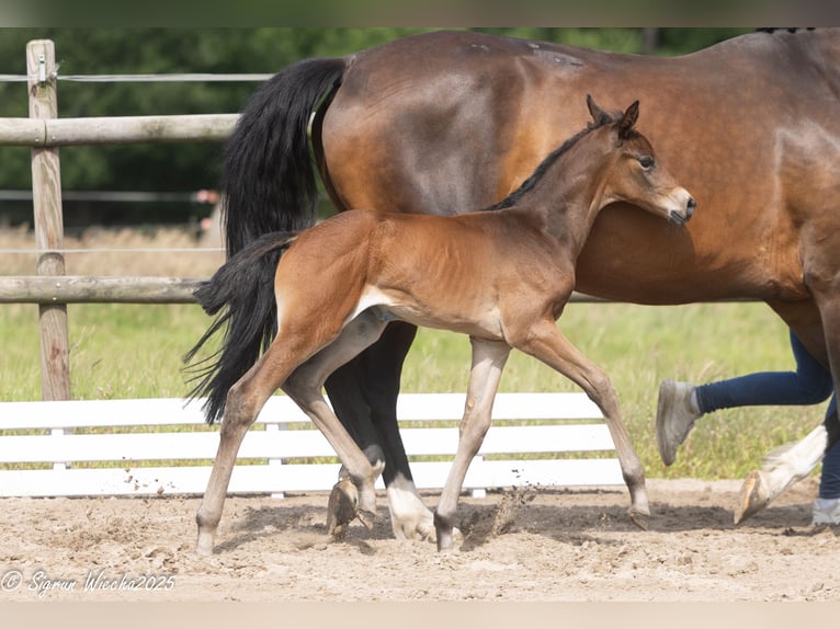 Trakehner Mare  16,1 hh Brown in St&#xF6;rdorf