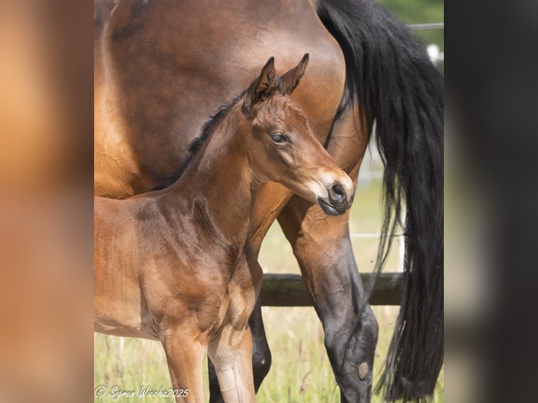 Trakehner Mare  16,1 hh Brown in St&#xF6;rdorf