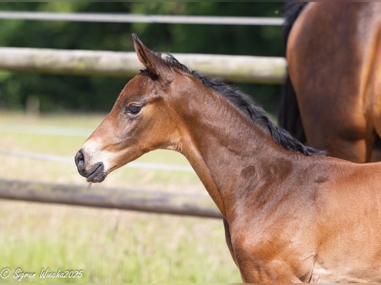 Trakehner Mare  16,1 hh Brown in St&#xF6;rdorf