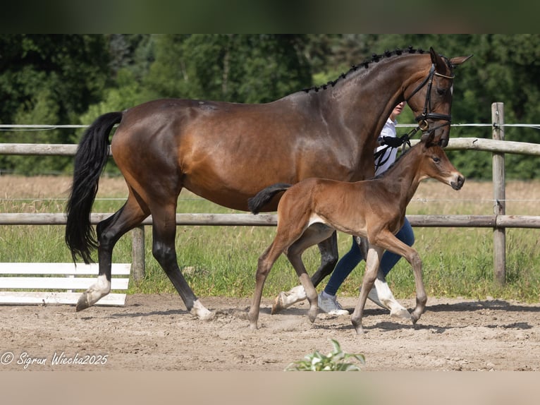 Trakehner Mare  16,1 hh Brown in St&#xF6;rdorf