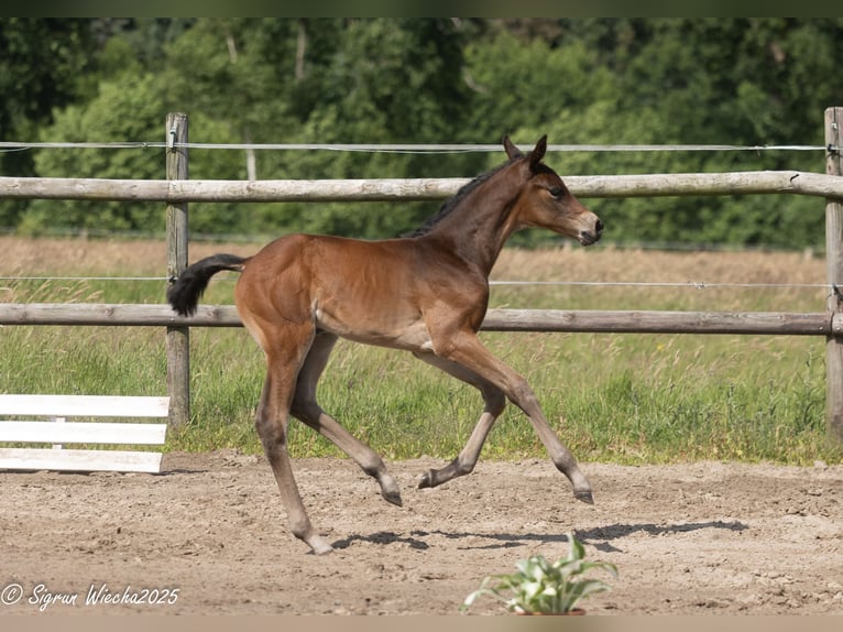 Trakehner Mare  16,1 hh Brown in St&#xF6;rdorf