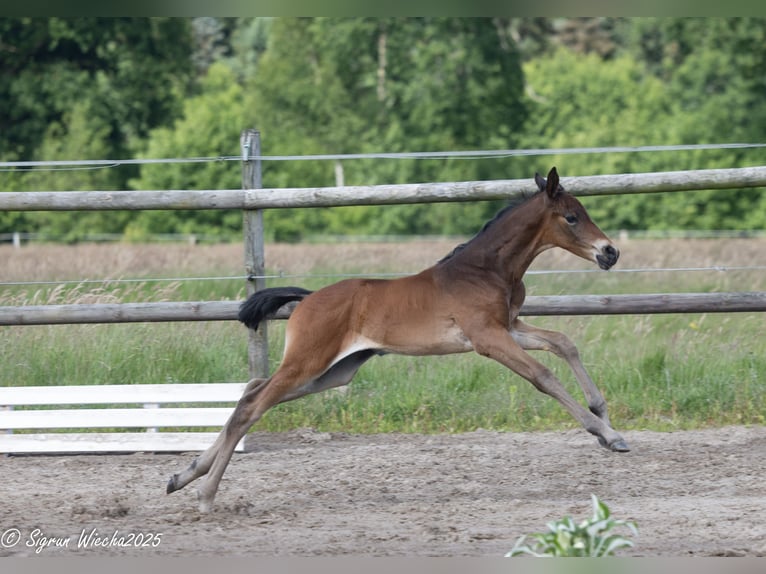 Trakehner Mare  16,1 hh Brown in St&#xF6;rdorf