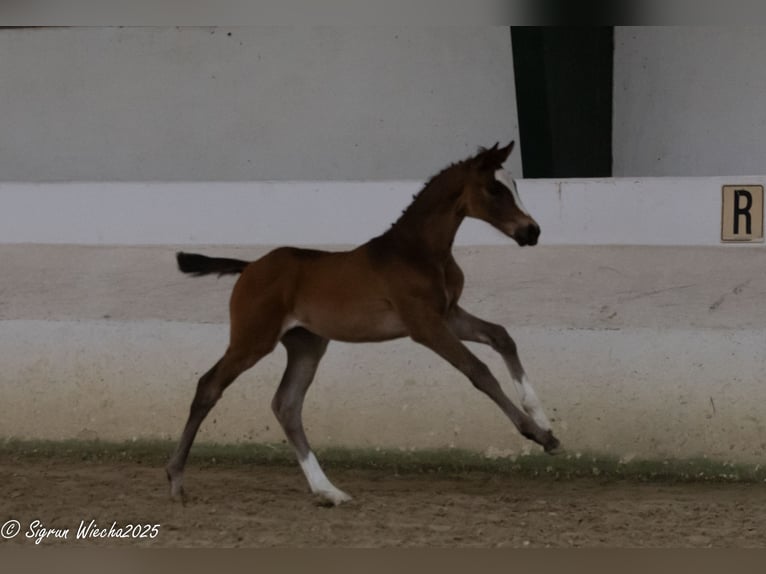 Trakehner Mare  16,2 hh Brown in Alpen B&#xF6;nninghardt