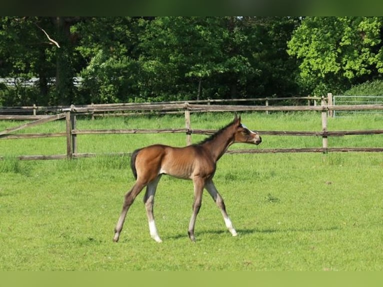 Trakehner Mare  16,2 hh Brown in Alpen B&#xF6;nninghardt