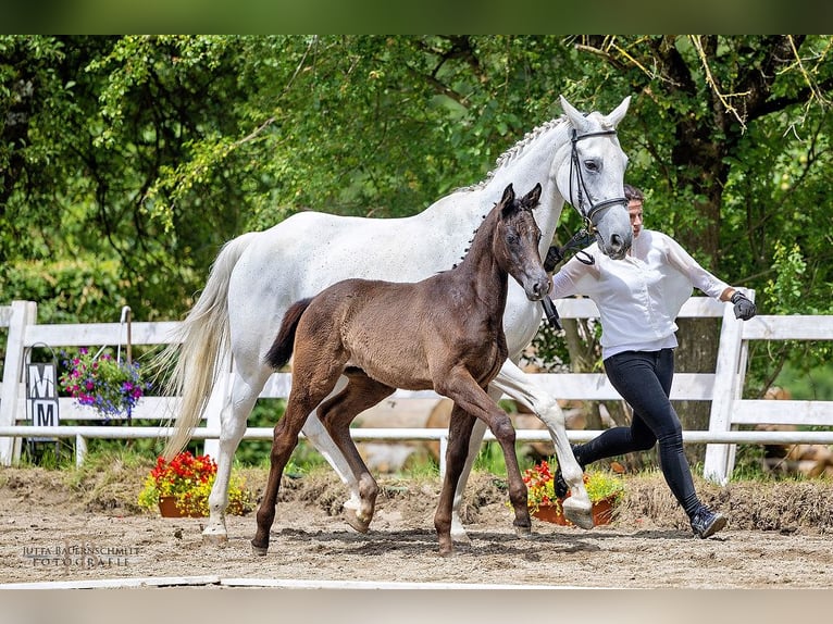 Trakehner Mare Foal (04/2024) Bay-Dark in Feldkirchen