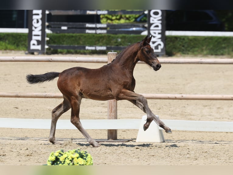 Trakehner Mare Foal (04/2026) Bay-Dark in Hamm