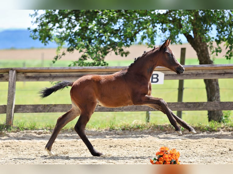 Trakehner Mare Foal (04/2026) Bay-Dark in Molln