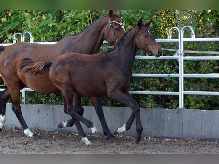 Trakehner Mare Foal (04/2025) Bay-Dark in G&#xFC;nzburg