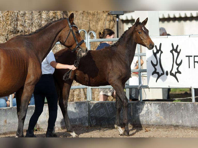 Trakehner Mare Foal (04/2025) Bay-Dark in G&#xFC;nzburg