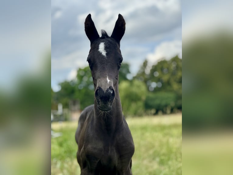 Trakehner Mare Foal (06/2025) Bay-Dark in Schackensleben