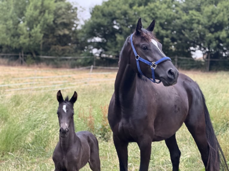 Trakehner Mare Foal (06/2025) Bay-Dark in Schackensleben