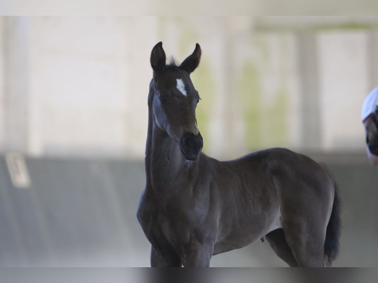 Trakehner Mare Foal (06/2025) Bay-Dark in Schackensleben