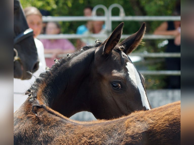 Trakehner Mare Foal (03/2026) Bay-Dark in Günzburg