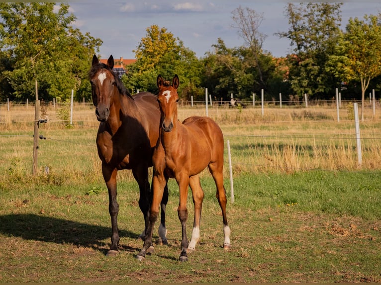 Trakehner Mare Foal (04/2026) Bay-Dark in Böbingen
