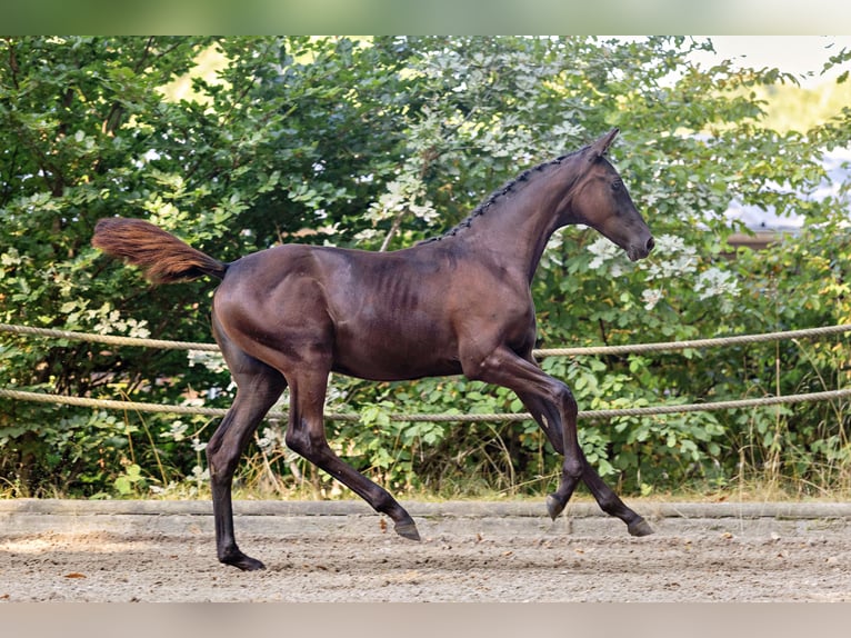 Trakehner Mare Foal (03/2025) Bay-Dark in Langerwehe