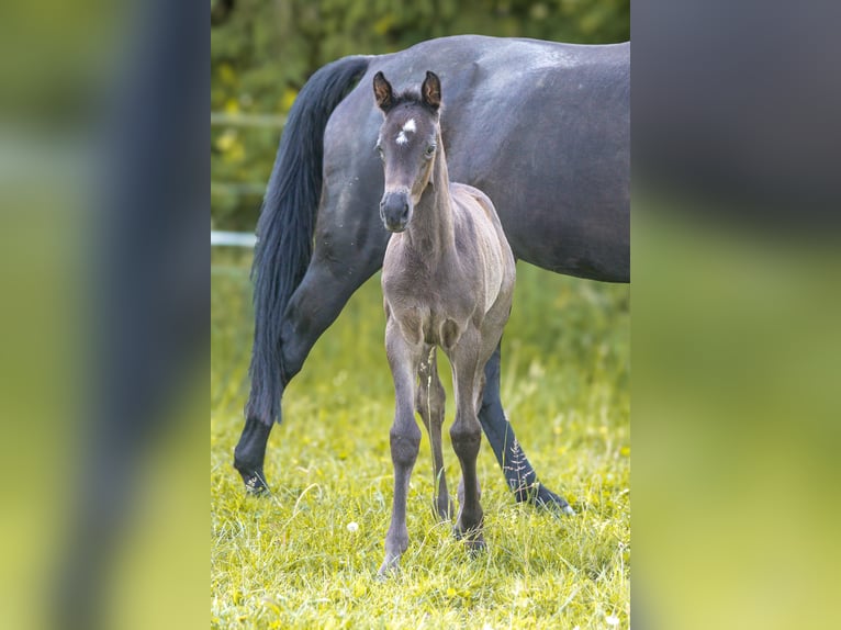 Trakehner Mare Foal (05/2026) Black in Markt Wald