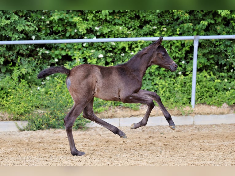 Trakehner Mare Foal (05/2026) Black in Markt Wald