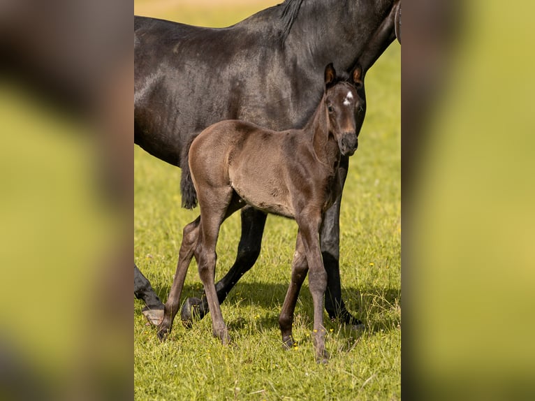 Trakehner Mare Foal (05/2026) Black in Markt Wald