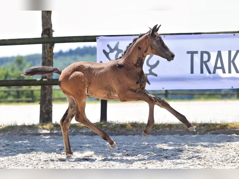 Trakehner Mare Foal (05/2026) Black in Veitsrodt