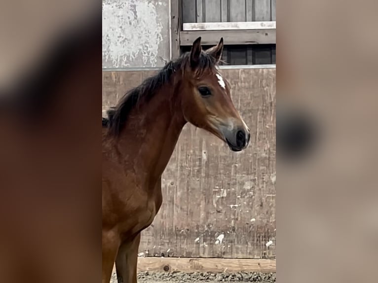 Trakehner Mare Foal (03/2025) Brown in Bad Oldesloe