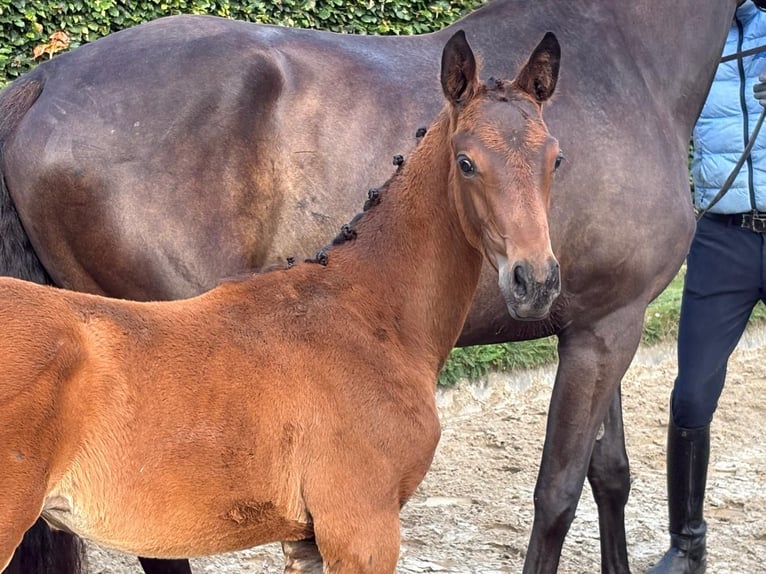 Trakehner Mare Foal (04/2026) Brown in Verden (Aller)