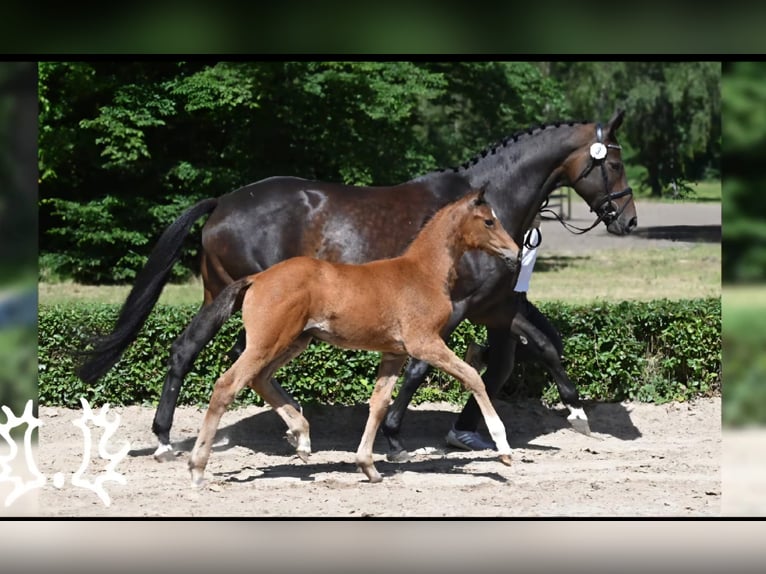 Trakehner Mare Foal (04/2024) Brown in Hollenstedt