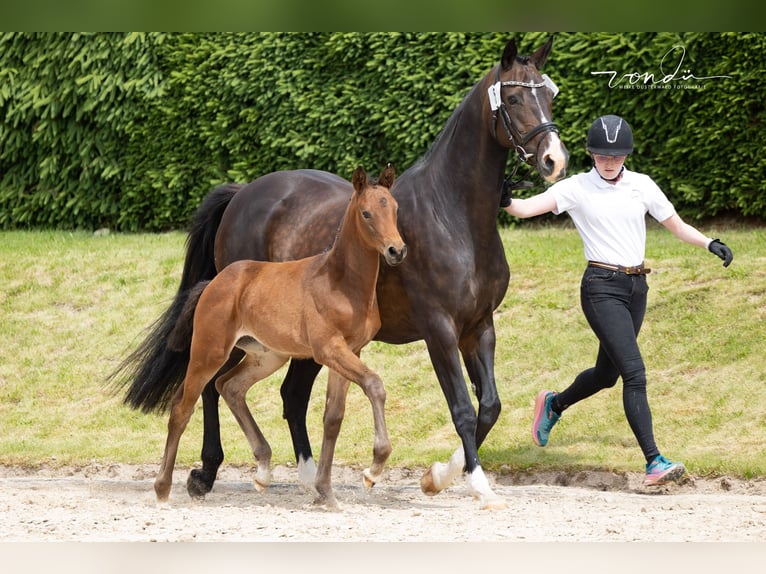 Trakehner Mare Foal (05/2026) Brown in Wolfhagen