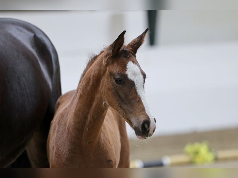 Trakehner Mare Foal (04/2026) Brown in Issum