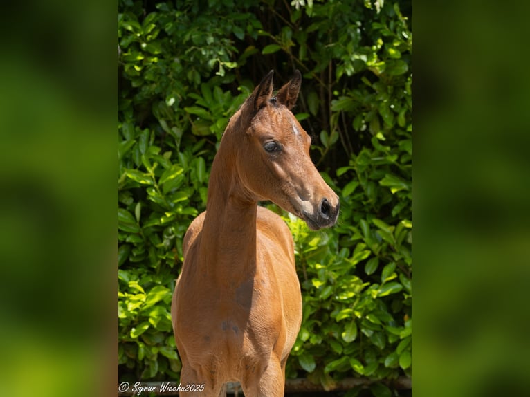 Trakehner Mare  Brown in N&#xFC;bbel