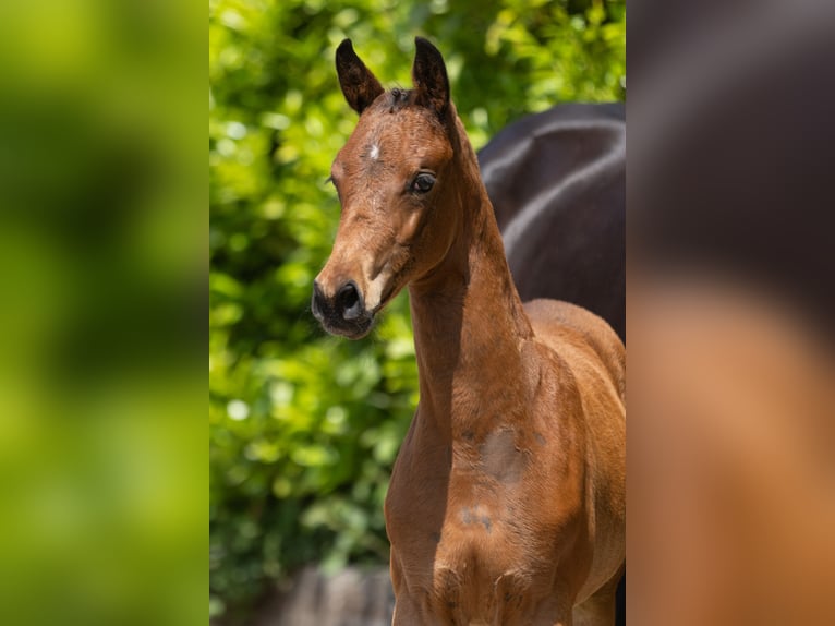 Trakehner Mare  Brown in N&#xFC;bbel