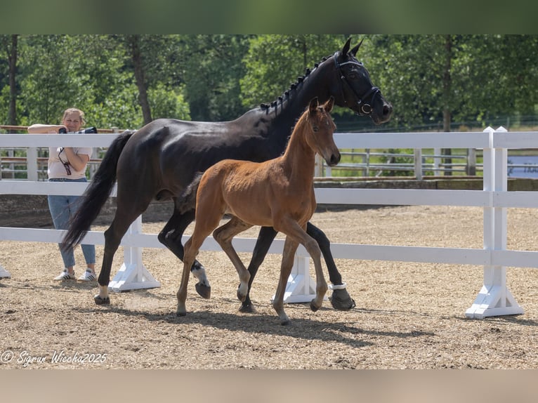Trakehner Mare  Brown in N&#xFC;bbel