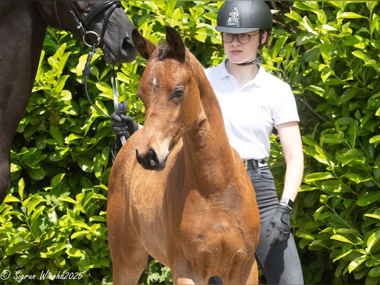 Trakehner Mare  Brown in N&#xFC;bbel