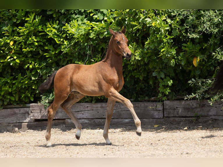 Trakehner Mare  Brown in N&#xFC;bbel