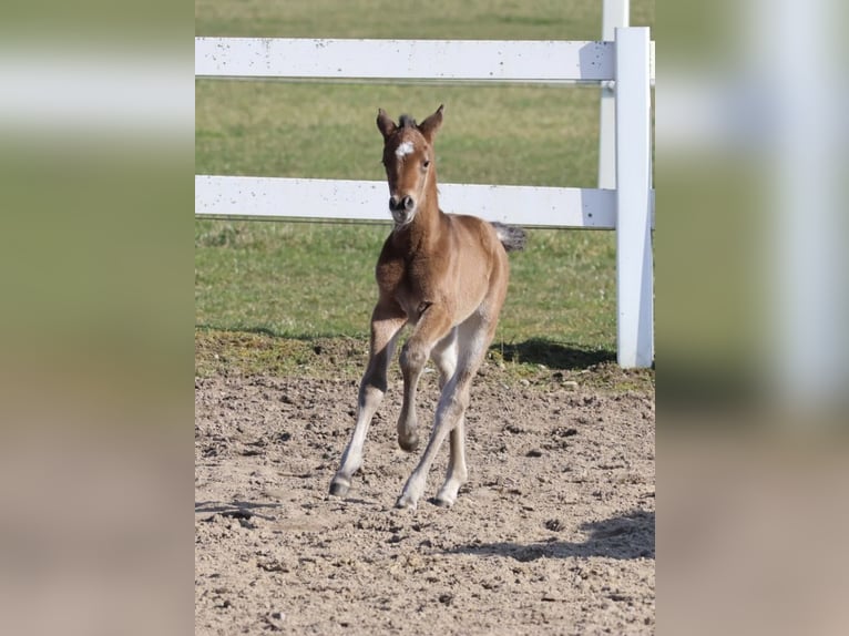 Trakehner Mare Foal (03/2026) Brown in Bad Oldesloe