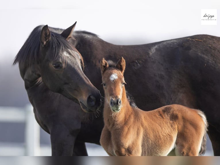 Trakehner Mare Foal (03/2026) Brown in Bad Oldesloe