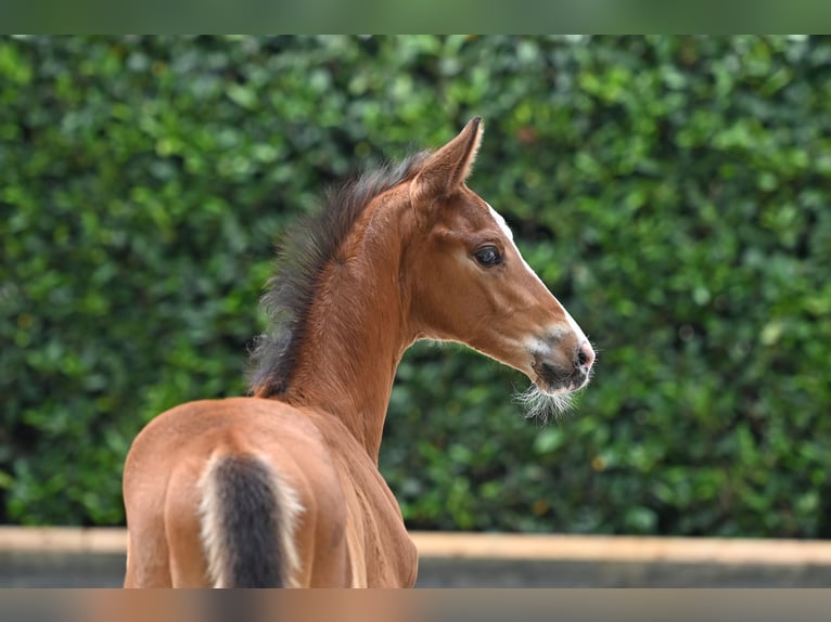 Trakehner Mare Foal (05/2024) Brown in Ochtrup