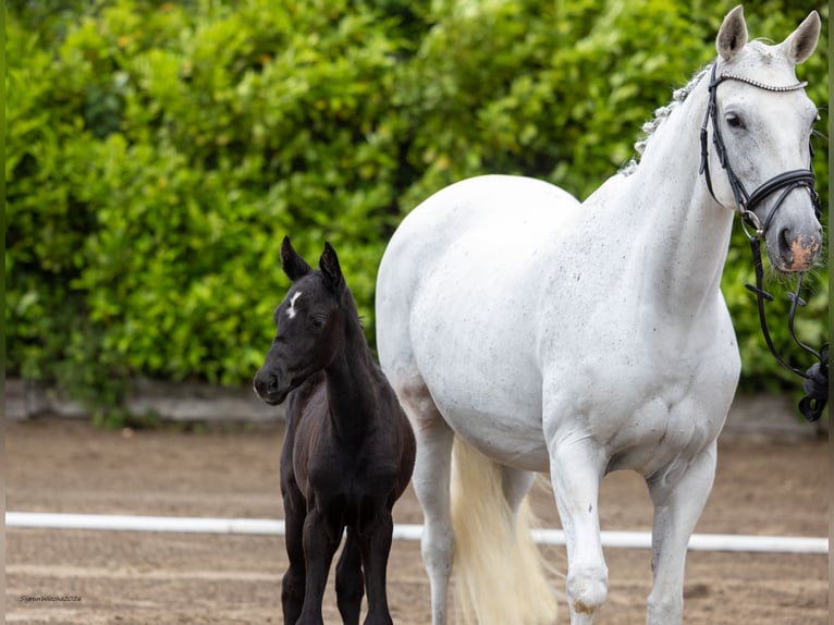 Trakehner Mare Foal (04/2026) Can be white in Feldhorst
