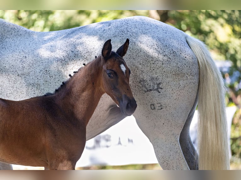 Trakehner Mare Foal (06/2026) Can be white in Wesel